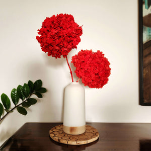 Gorgeous Red Hydrangea Stems