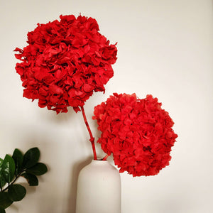 Gorgeous Red Hydrangea Stems