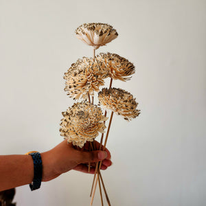 Gold-Tipped Sola Zinnia Flowers