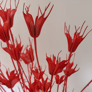 Natural Dried Flowers - Coral Nigella