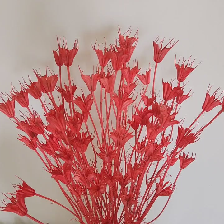 Natural Dried Flowers - Coral Nigella