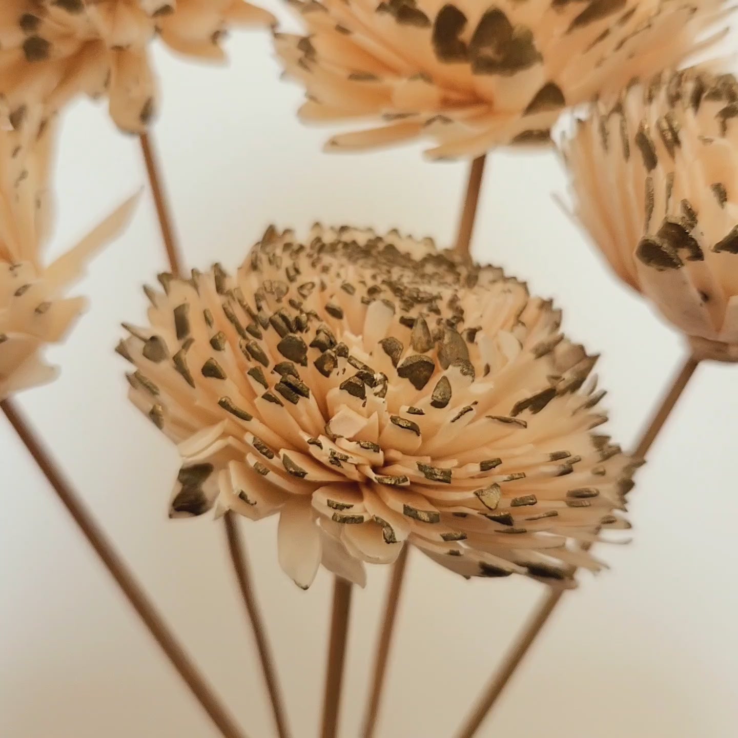 Gold-Tipped Sola Zinnia Flowers