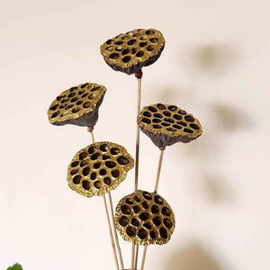 Dried Lotus Flower Pods - Big
