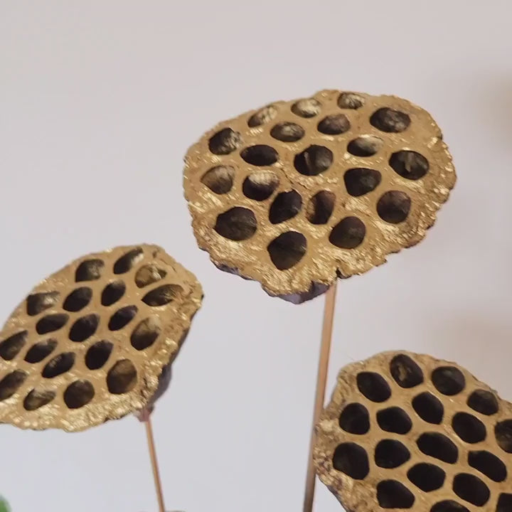 Dried Lotus Flower Pods - Big
